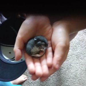 Meet your Posher, Francisco